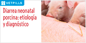 Diarrea neonatal porcina: etiología y diagnóstico