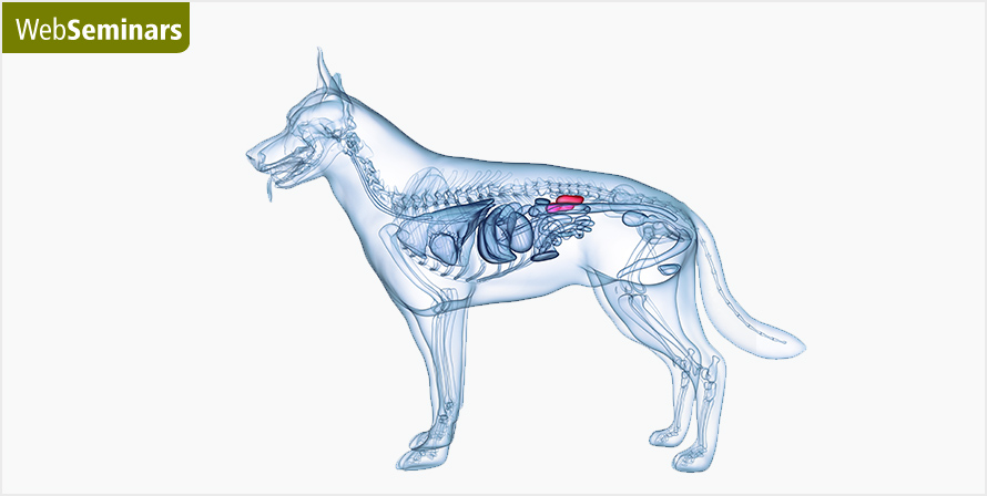 Actualización en el manejo de la enfermedad renal crónica en perros y gatos