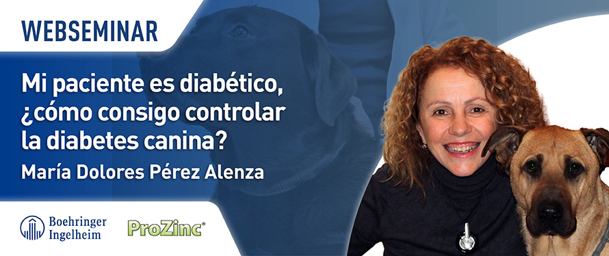 Mi paciente es diabético, ¿cómo consigo controlar la diabetes canina?